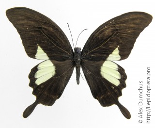 Papilio antonio