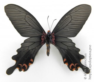 Papilio bootes