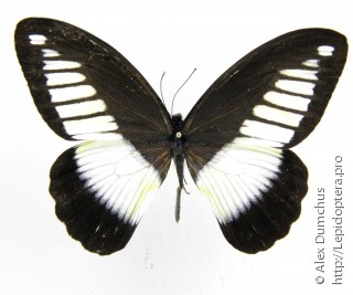 Имаго  Papilio cynorta