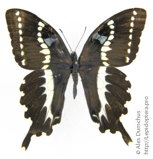 Имаго  Papilio delalandei
