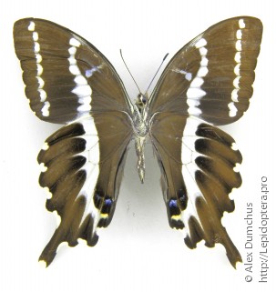 Имаго  Papilio delalandei