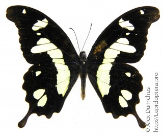 Имаго  Papilio hesperus