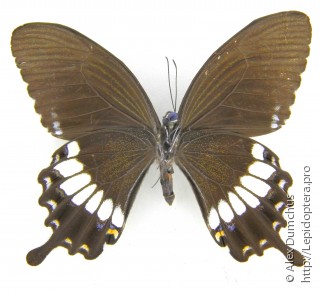 Papilio hipponous