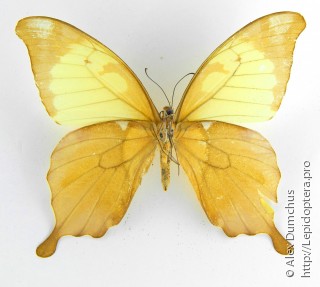 Papilio nobilis