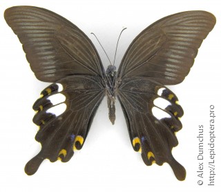 Имаго  Papilio sataspes