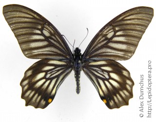 Имаго  Papilio veiovis