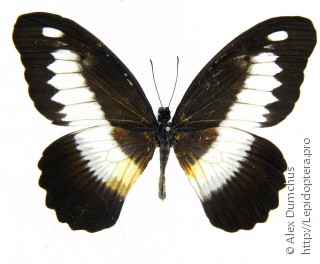 Имаго  Papilio zenobia