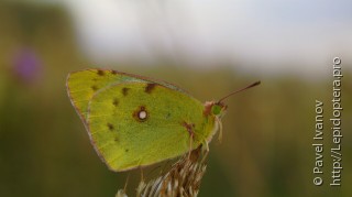 Colias hyale