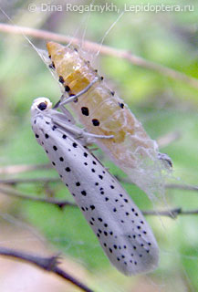 Имаго  (Yponomeuta evonymella)