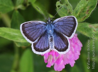 Plebejus argus