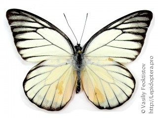 Prioneris philonome