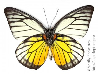 Prioneris philonome