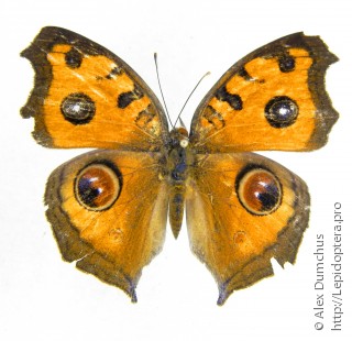 Junonia almana