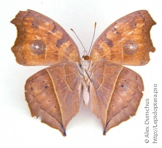 Junonia almana