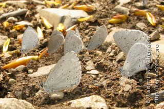 Celastrina ladonides