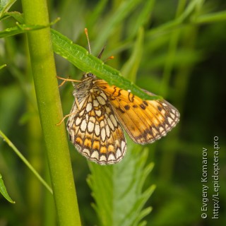 Melitaea ambigua