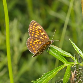 Melitaea ambigua