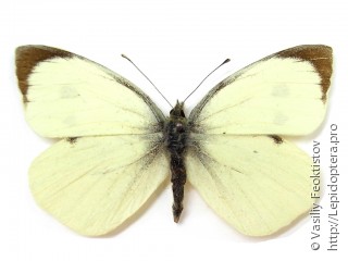 Pieris brassicae