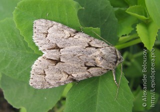 Acronicta psi