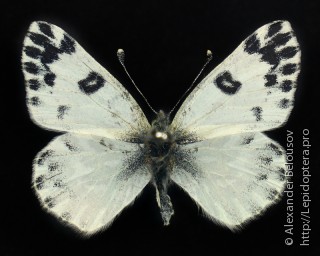 Самка  (Pontia chloridice)