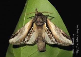 Pheosia tremula