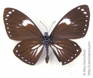 Papilio paradoxa