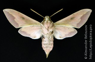 Hyles centralasiae