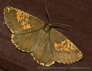 Самец  (Angerona prunaria)