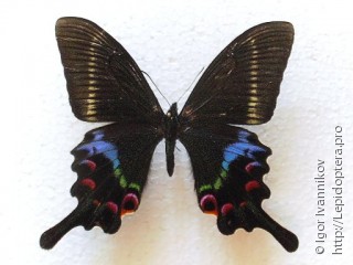 Papilio krishna