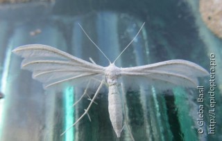 Pterophorus pentadactyla