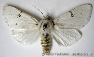 Acronicta leporina