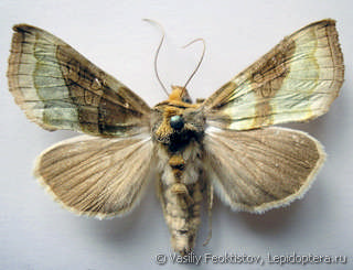 Diachrysia chrysitis