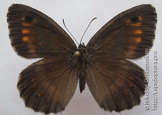 Arethusana arethusa