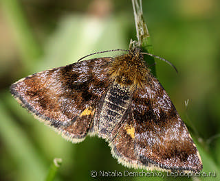 Имаго  (Panemeria tenebrata)