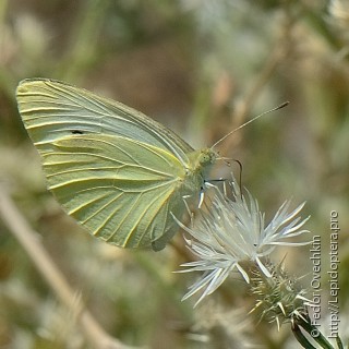 Pieris brassicae