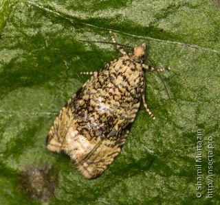 Celypha lacunana