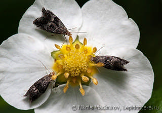 Tinagma perdicella