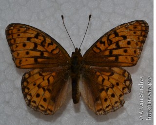 Argynnis adippe