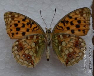 Argynnis adippe