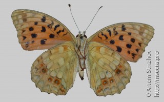 Argynnis adippe