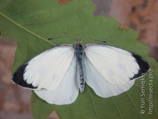 Pieris brassicae