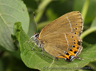 Satyrium pruni