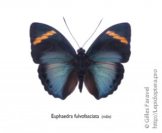 Самец  Euphaedra fulvofasciata