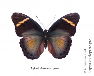 Самка  Euphaedra fulvofasciata