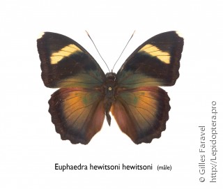 Самец  Euphaedra hewitsoni