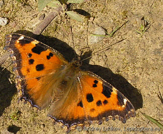 Nymphalis xanthomelas