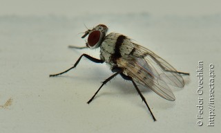 Anthomyiidae