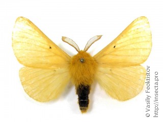 Самец  (Lemonia taraxaci)