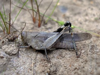 Самка  (Oedipoda caerulescens)