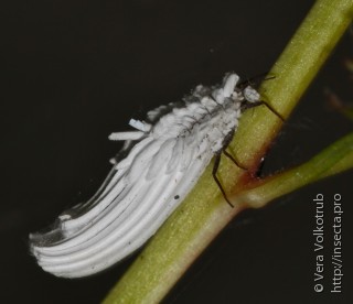 Личинка  Orthezia urticae